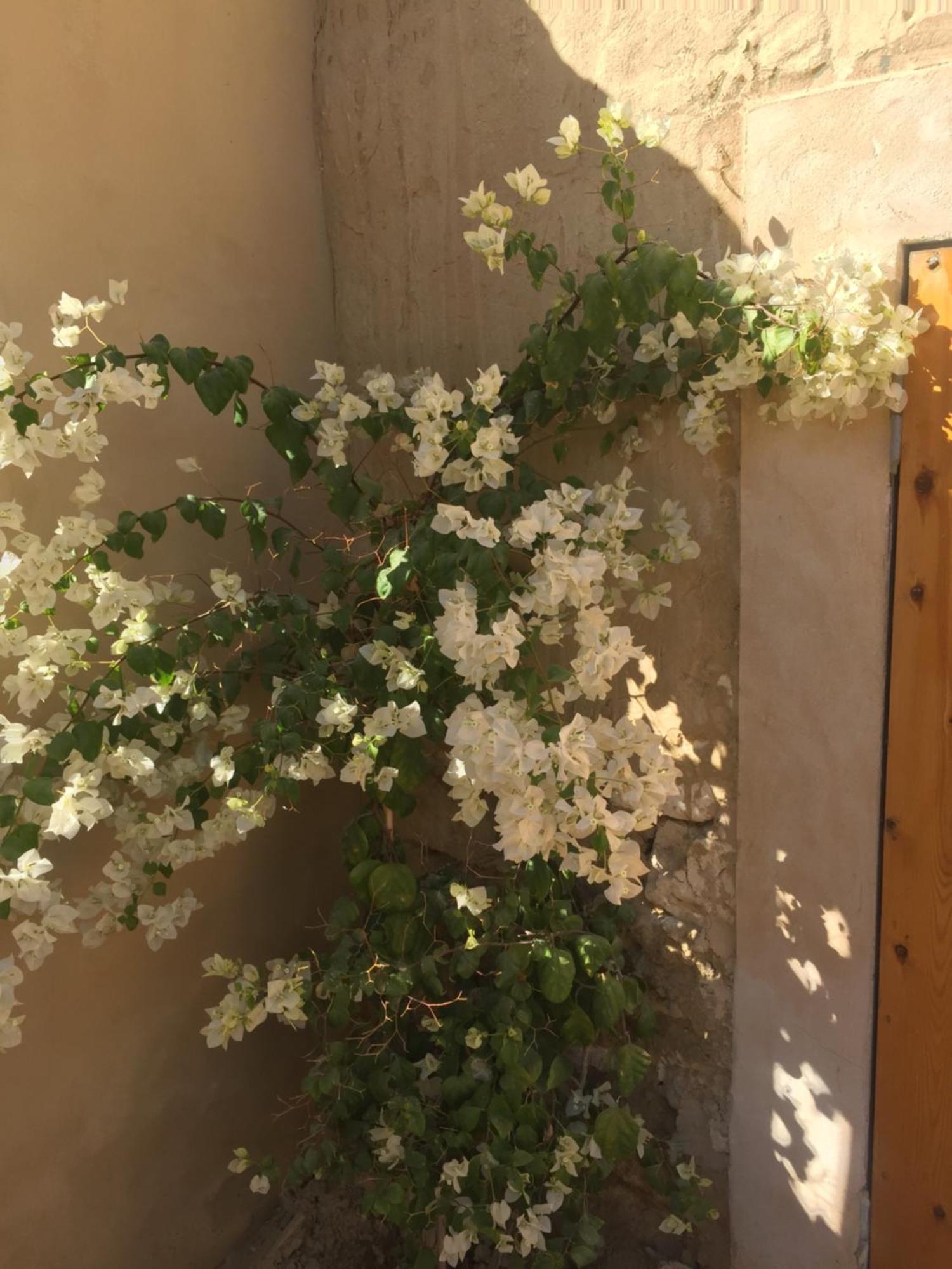 Tanirt Ecolodge Siwa Oasis 外观 照片
